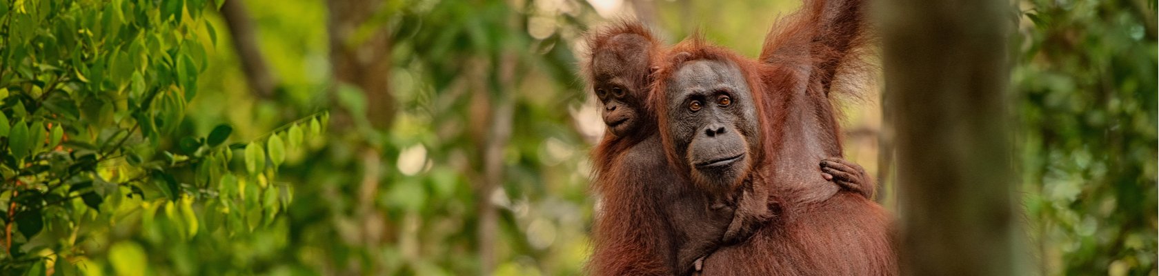 Orang oetans op Borneo
